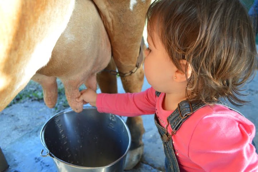 Crianças interagindo com animais